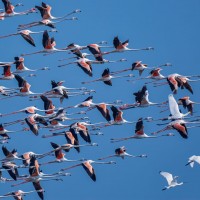 Phoenicopterus roseus Pallas, 1811